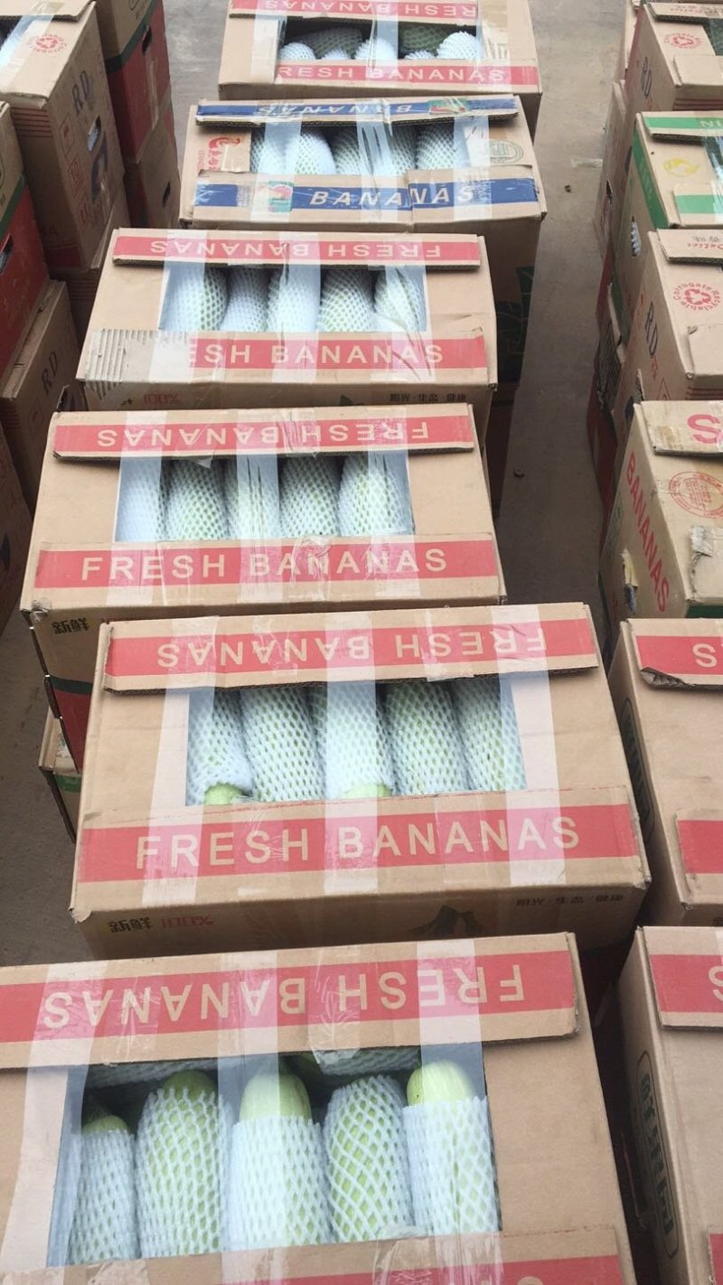 供应精品西葫芦。欢迎各位老板致电