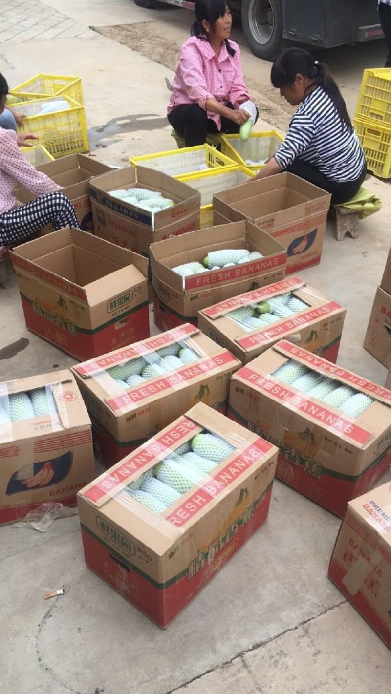 供应精品西葫芦。欢迎各位老板致电