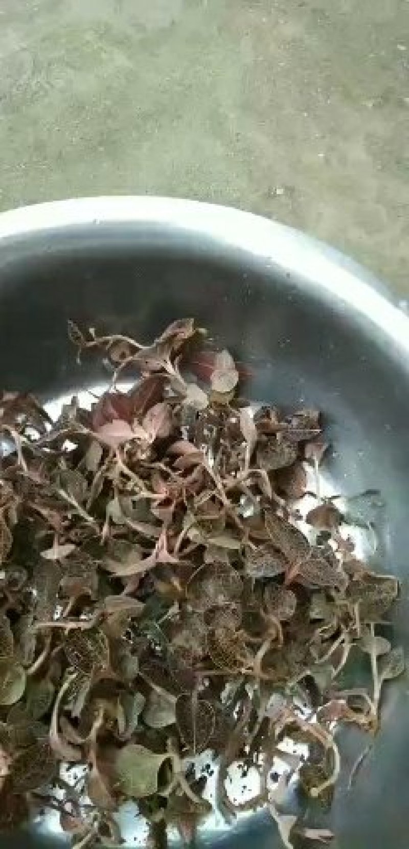 金线莲本地山林种植有1半年以上