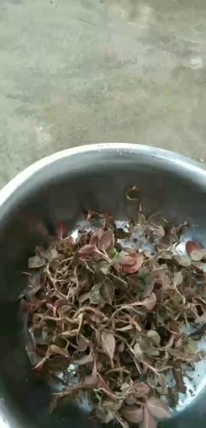 金线莲本地山林种植有1半年以上