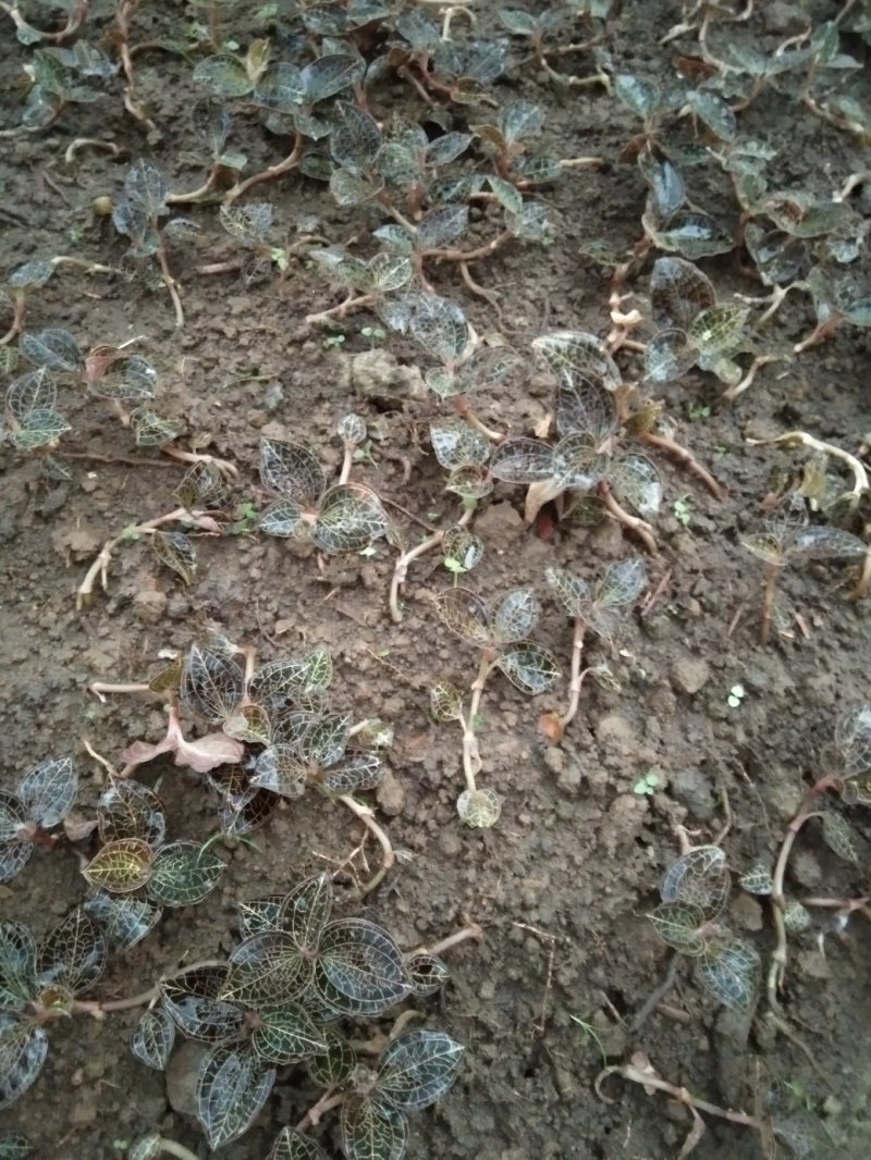 金线莲本地山林种植有1半年以上