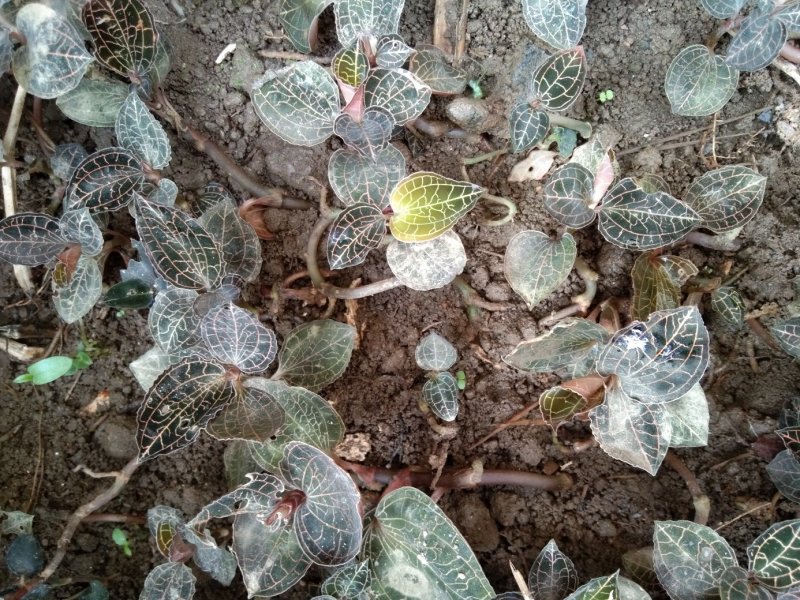 金线莲本地山林种植有1半年以上