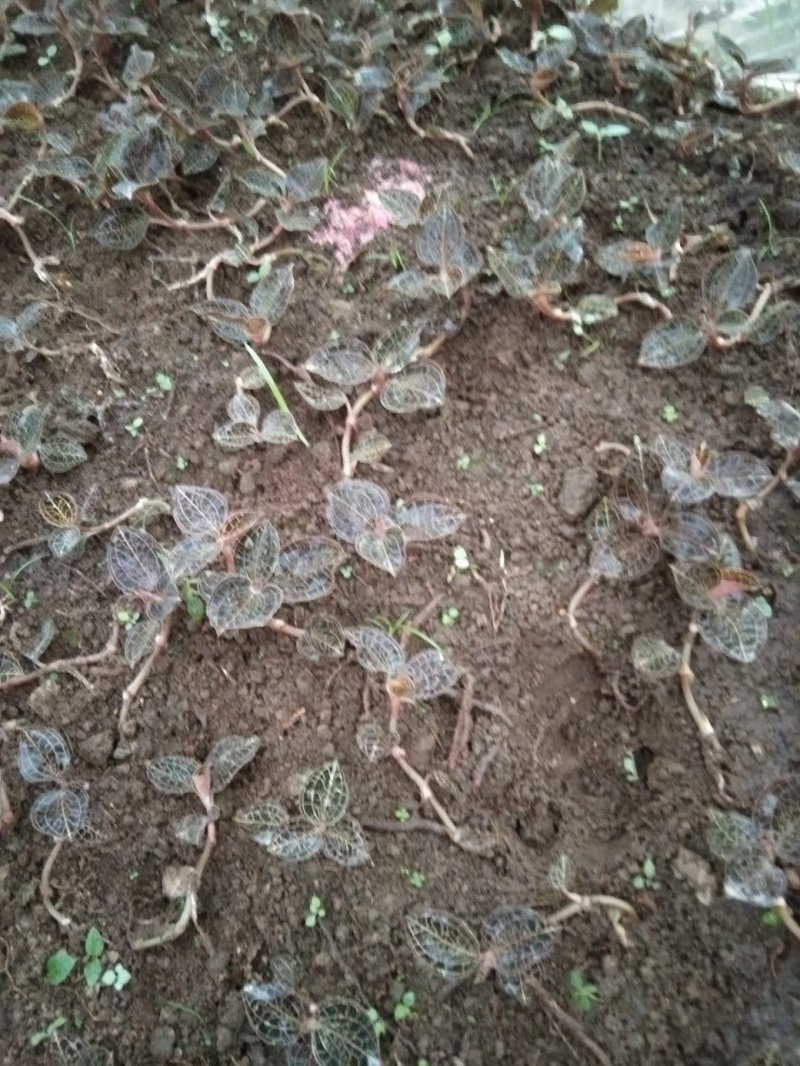 金线莲本地山林种植有1半年以上