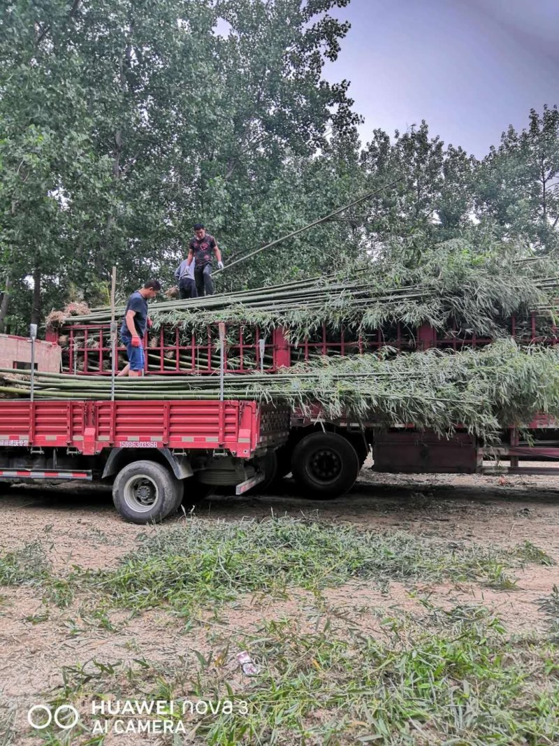 毛竹苗，各种规格，大量供货有需要的老板电话联系