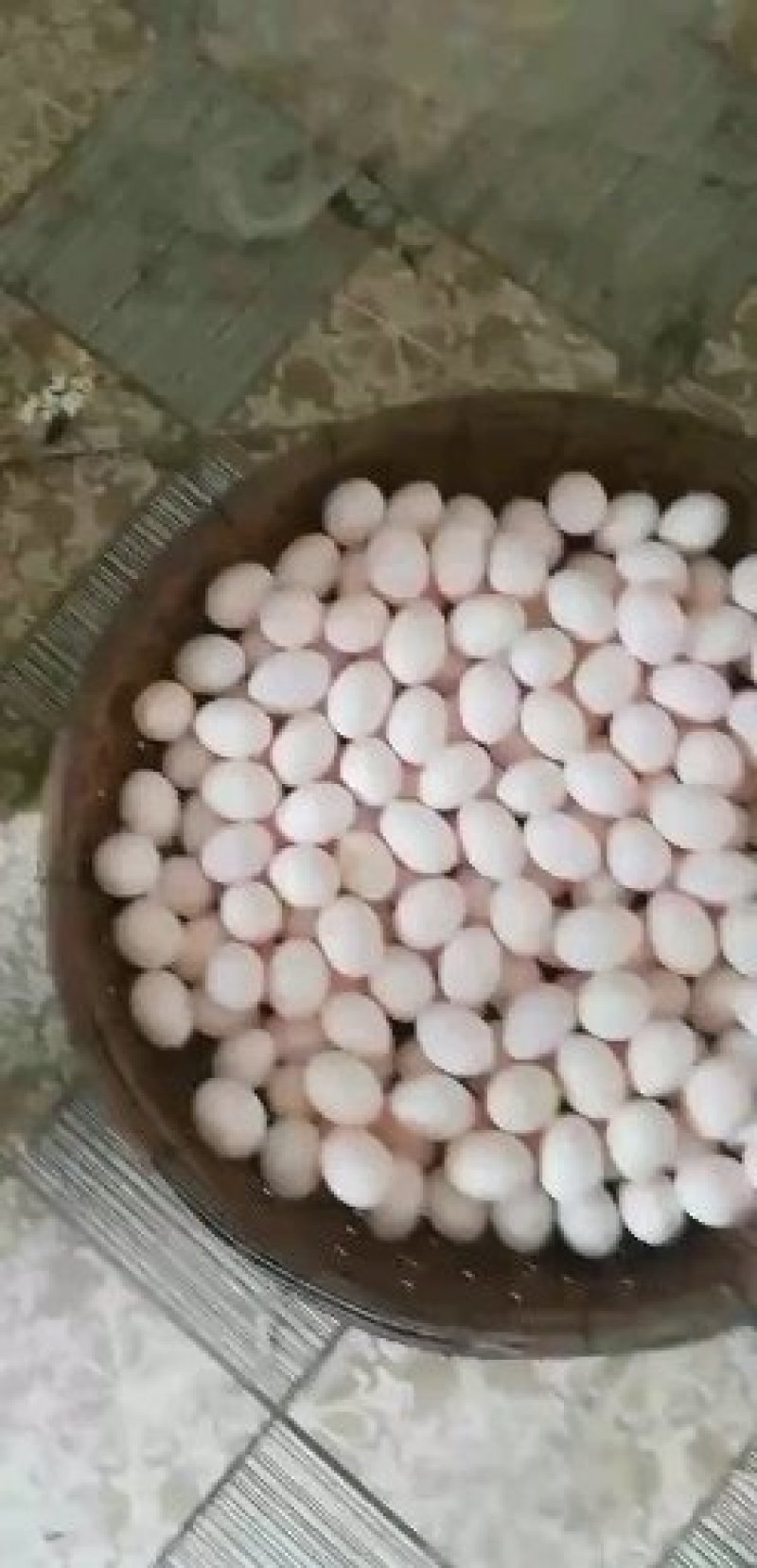 新鲜鸽子蛋！寻找长期合作伙伴！