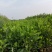 马占相思布袋产地直销可供线上线下交易