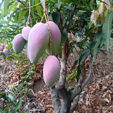 攀枝花贵妃芒