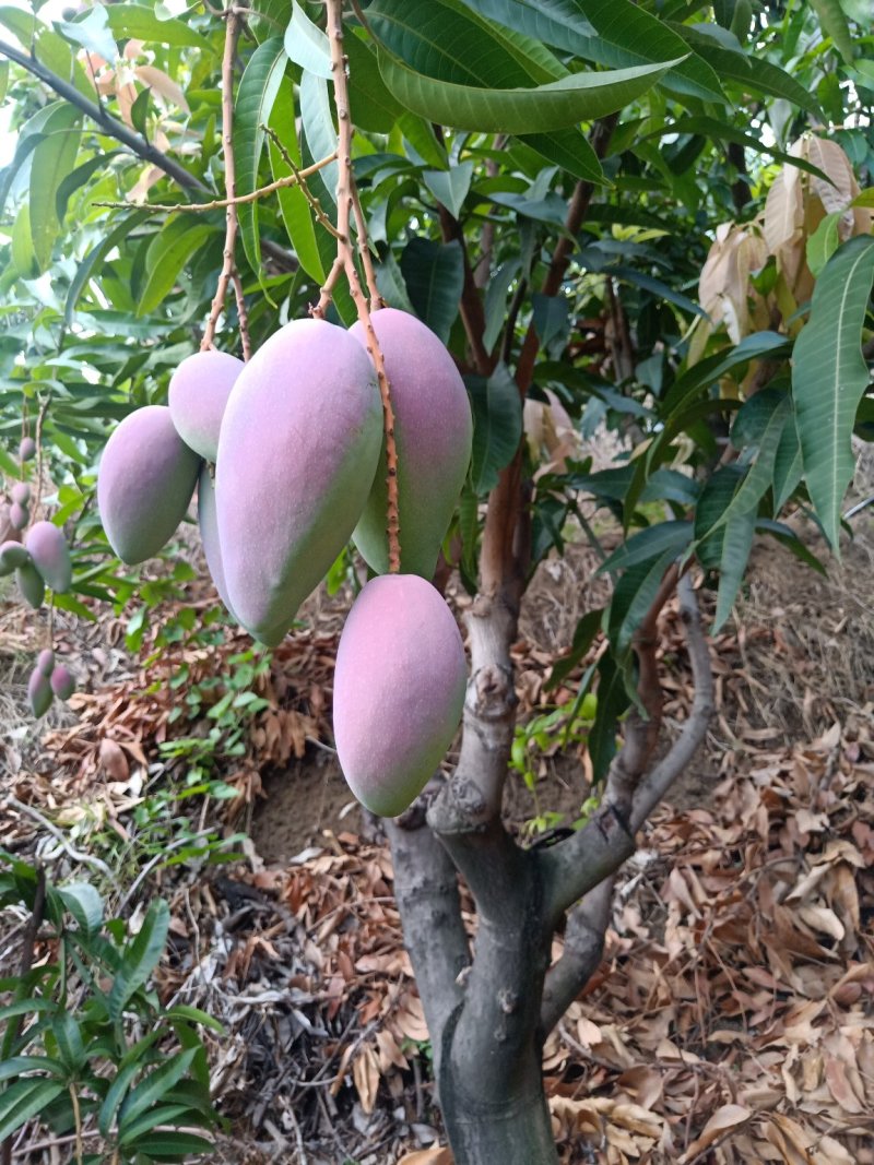 攀枝花贵妃芒