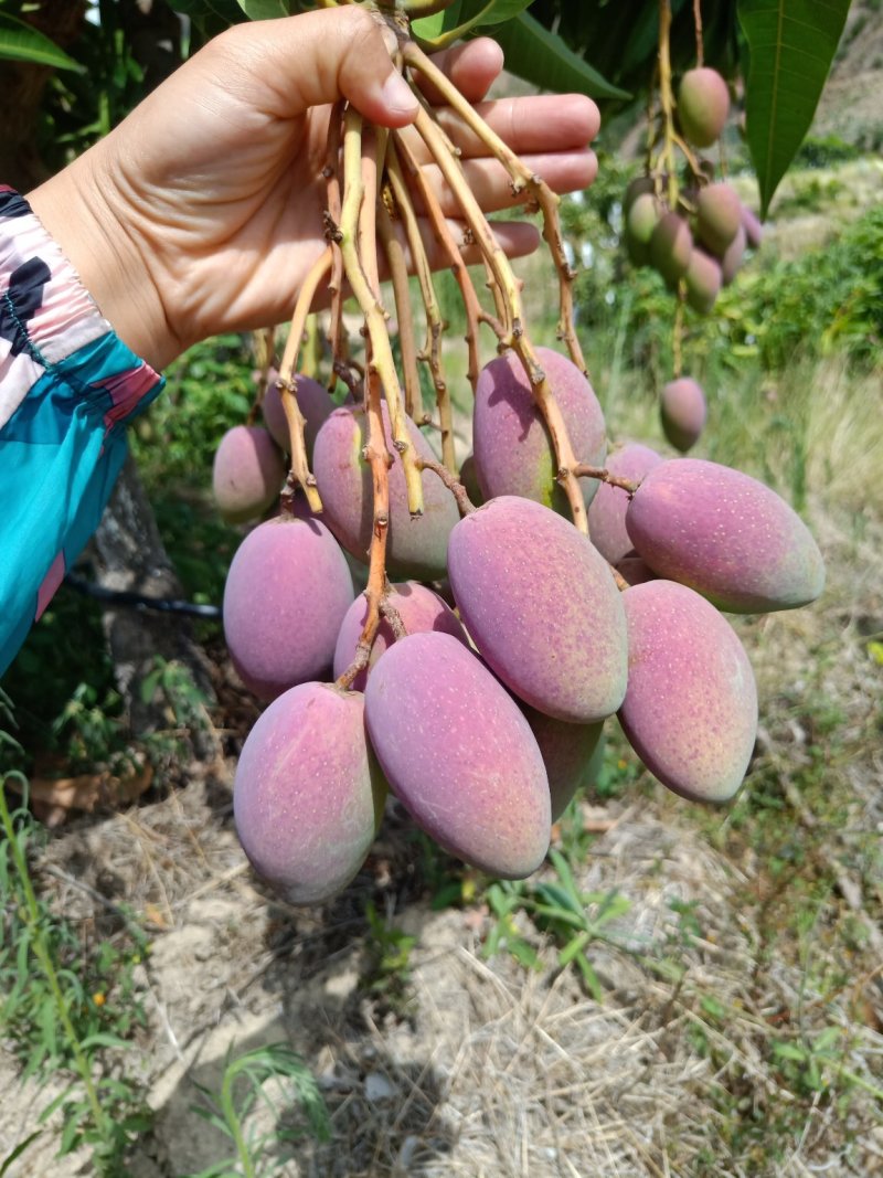 攀枝花贵妃芒