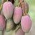 攀枝花贵妃芒