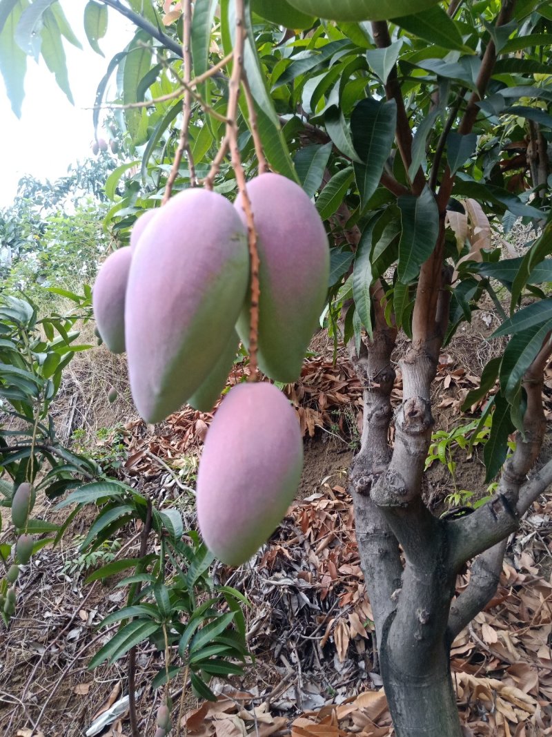 攀枝花贵妃芒
