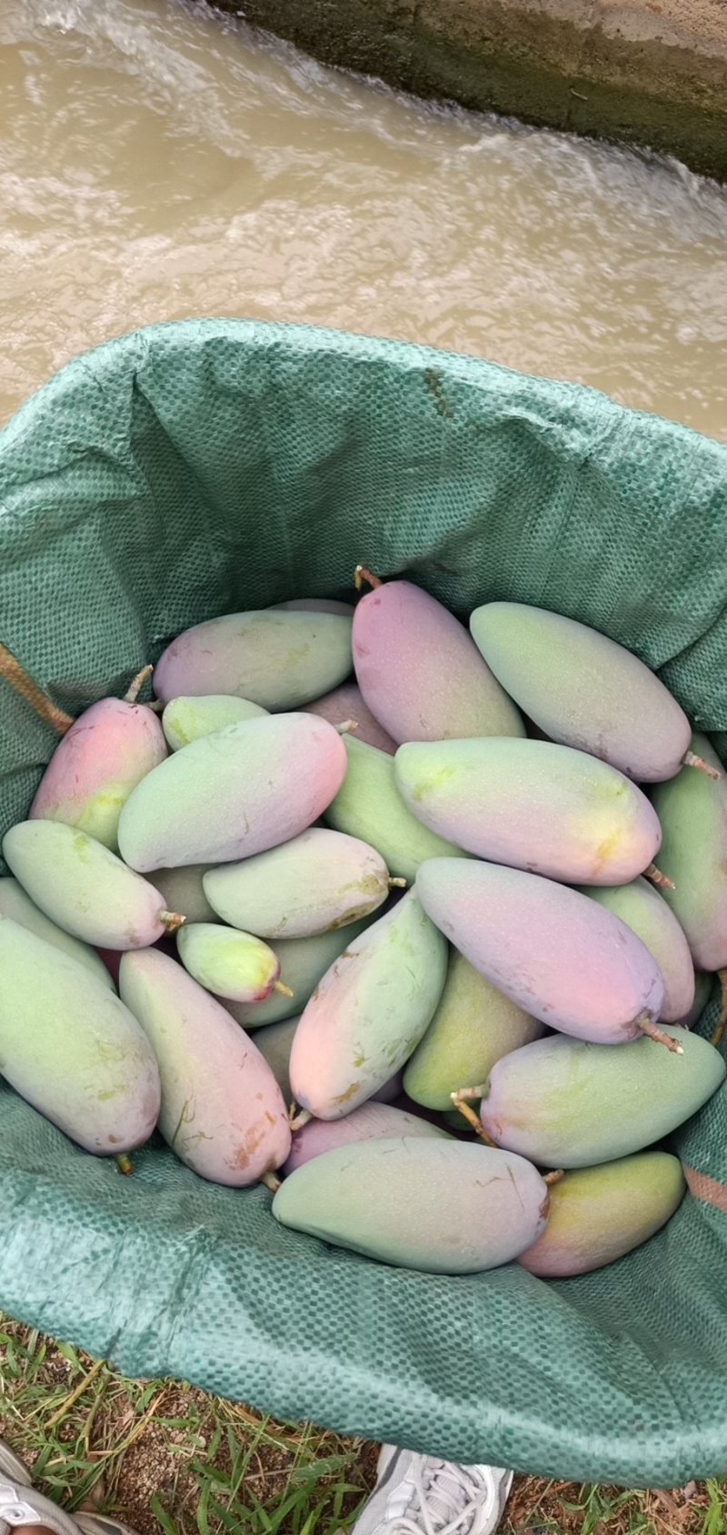 攀枝花贵妃芒