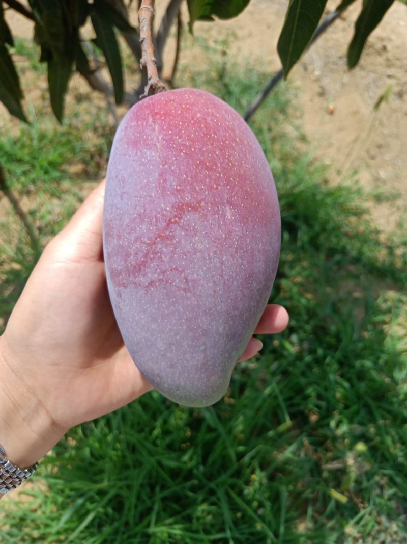 攀枝花贵妃芒