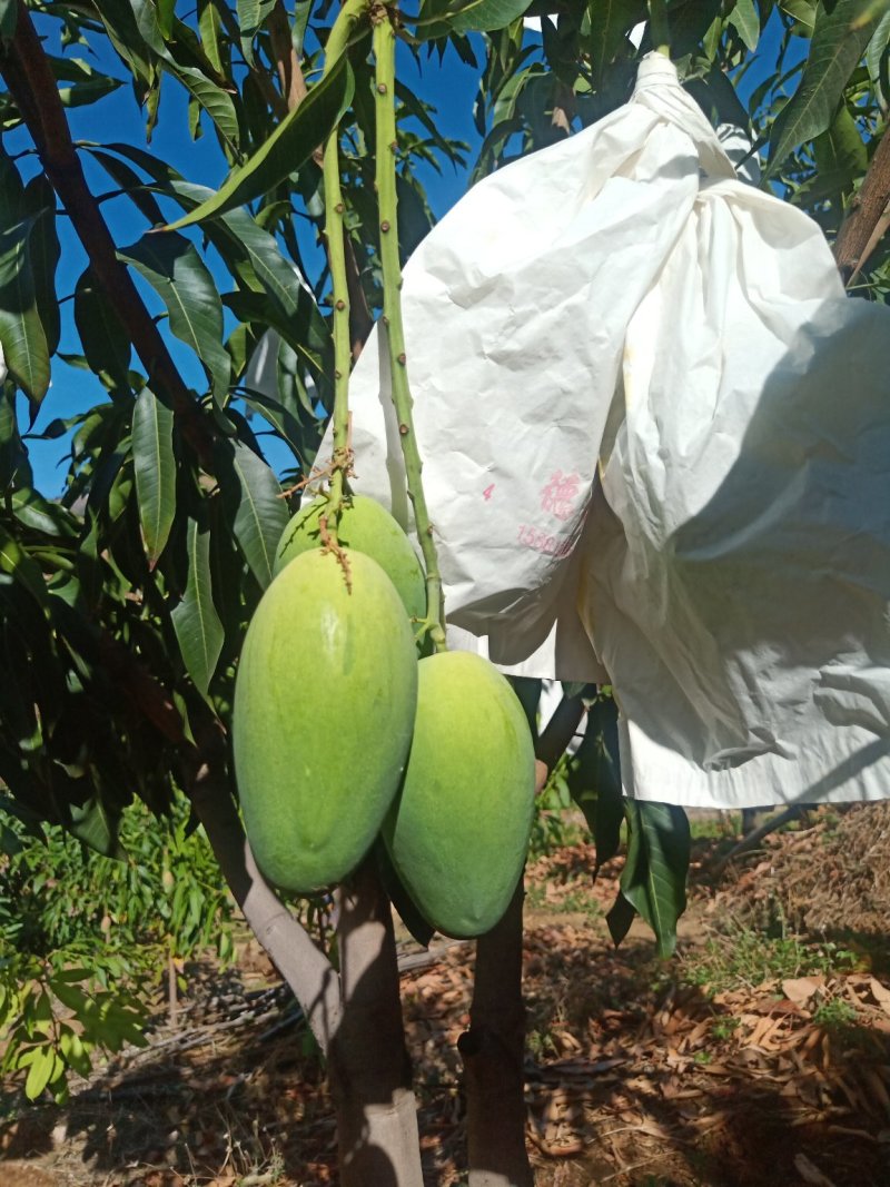 攀枝花椰香芒果