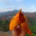 攀枝花椰香芒果
