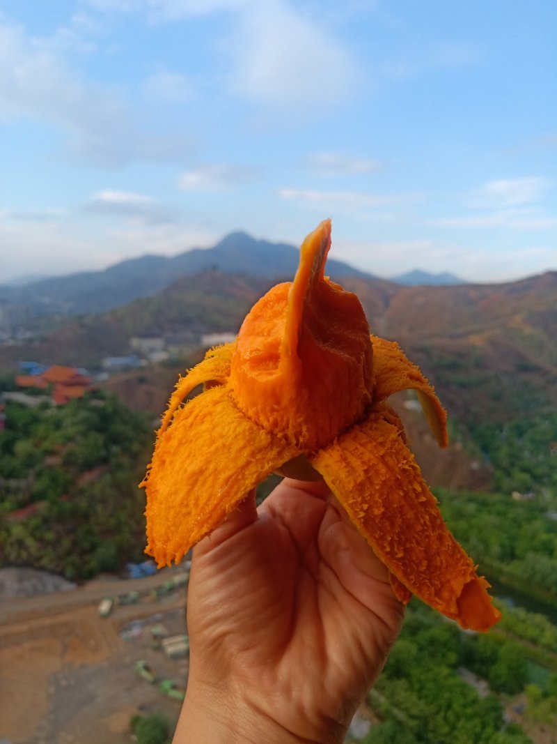 攀枝花椰香芒果