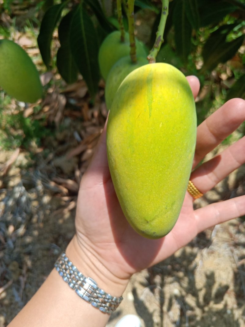 攀枝花椰香芒果