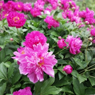 芍药花芽头黑龙江省林口县莲花镇