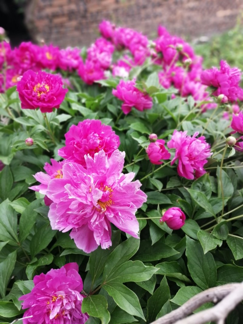 芍药花芽头黑龙江省林口县莲花镇