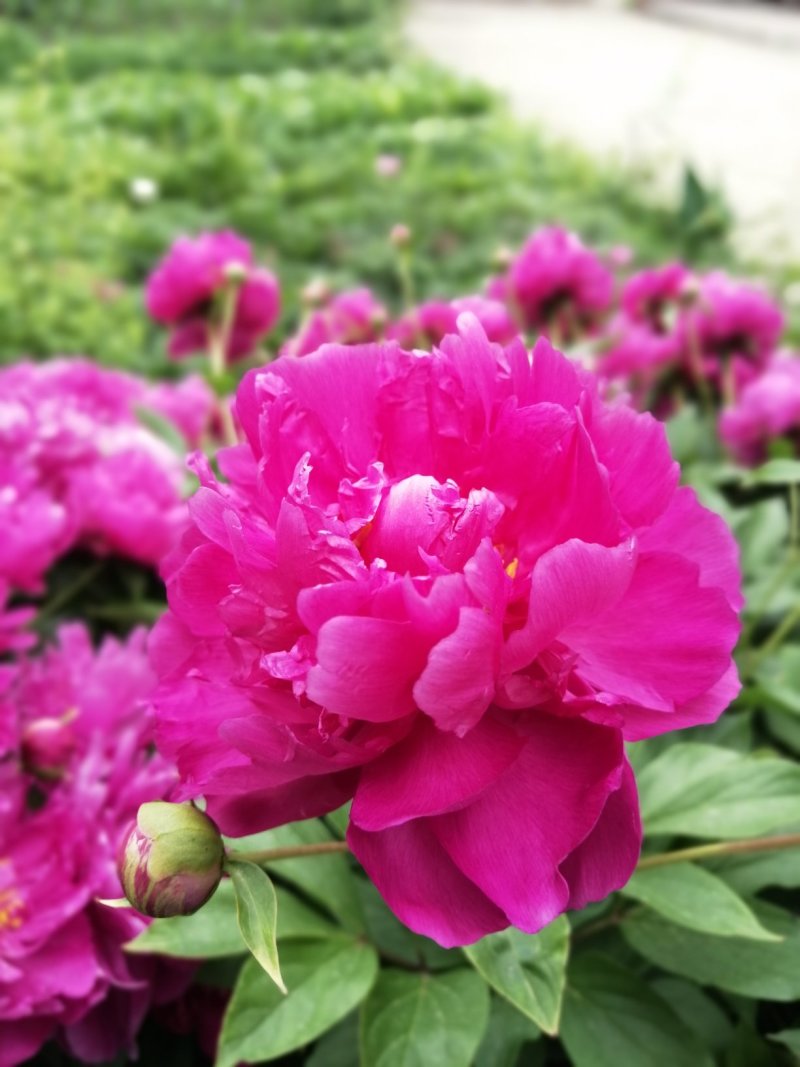 芍药花芽头黑龙江省林口县莲花镇