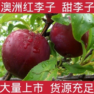 澳洲红李子樱桃李货源充足价格美丽日供10万斤