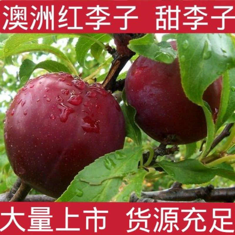 澳洲红李子樱桃李货源充足价格美丽日供10万斤