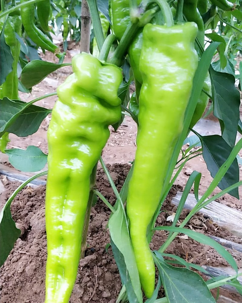 黄皮牛椒个大品相好