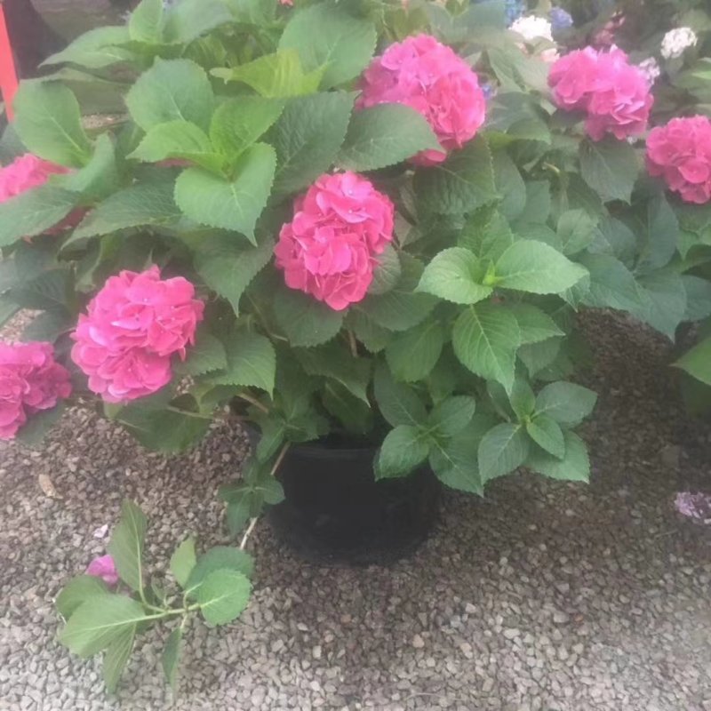 绣球花无尽夏苗盆栽花卉植物室内阳台带花苞好养的花四季开花
