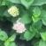 绣球花无尽夏苗盆栽花卉植物室内阳台带花苞好养的花四季开花