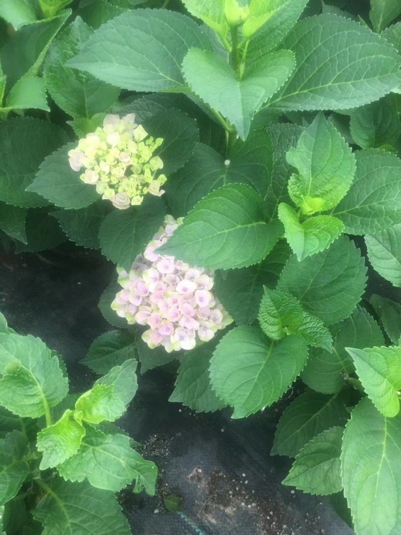 绣球花无尽夏苗盆栽花卉植物室内阳台带花苞好养的花四季开花