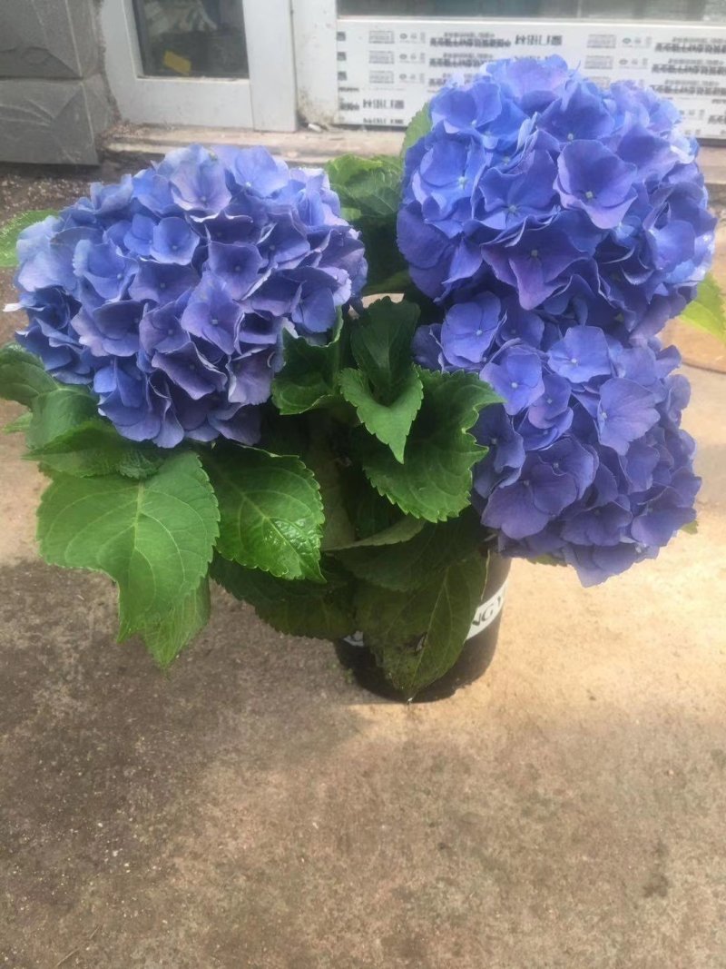 绣球花无尽夏苗盆栽花卉植物室内阳台带花苞好养的花四季开花
