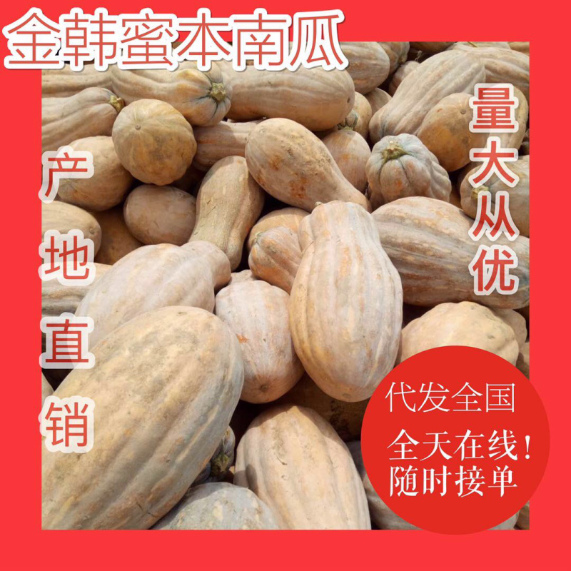 【热卖推荐南瓜】广西精品金韩密本南瓜货源稳定基地直发