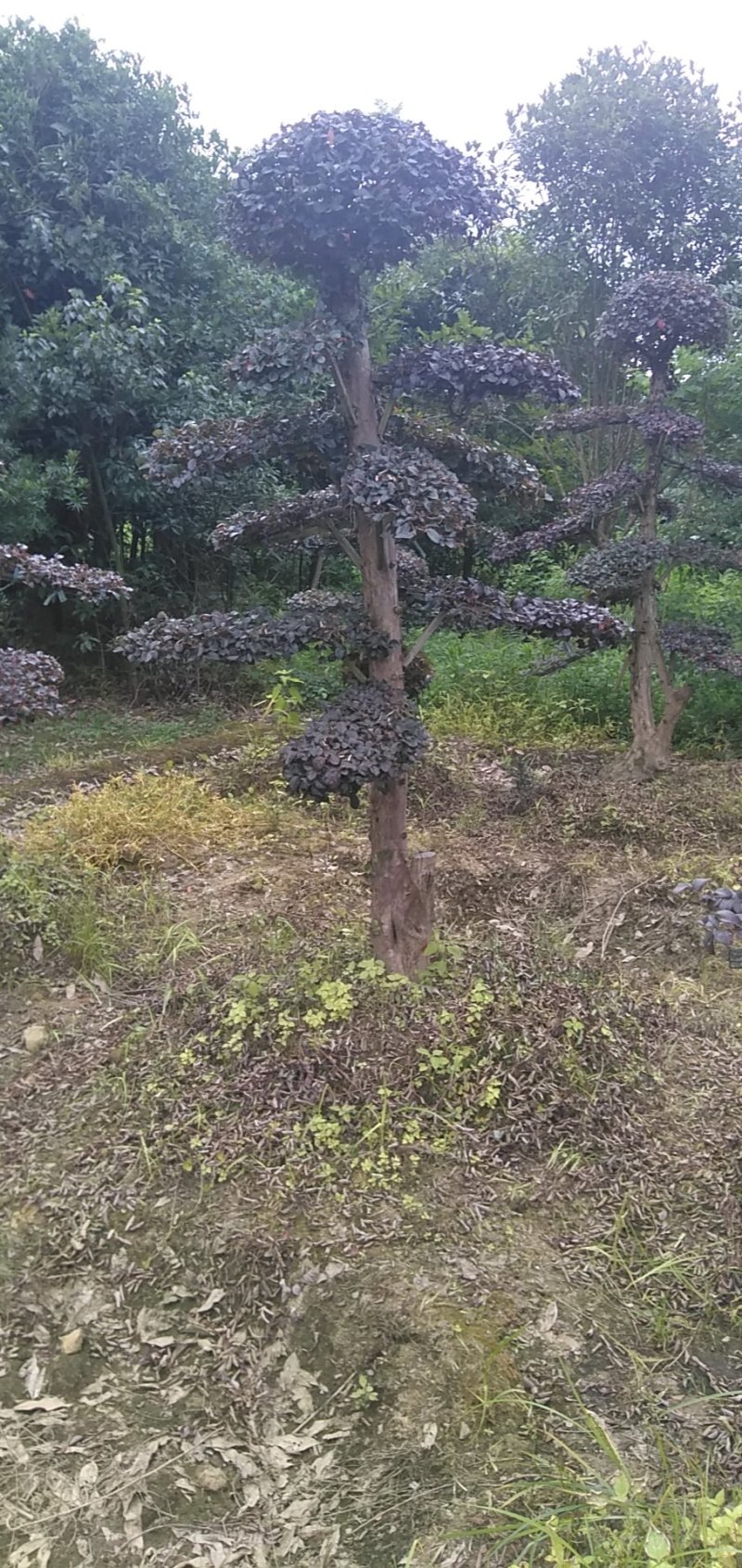 造型红继木桩