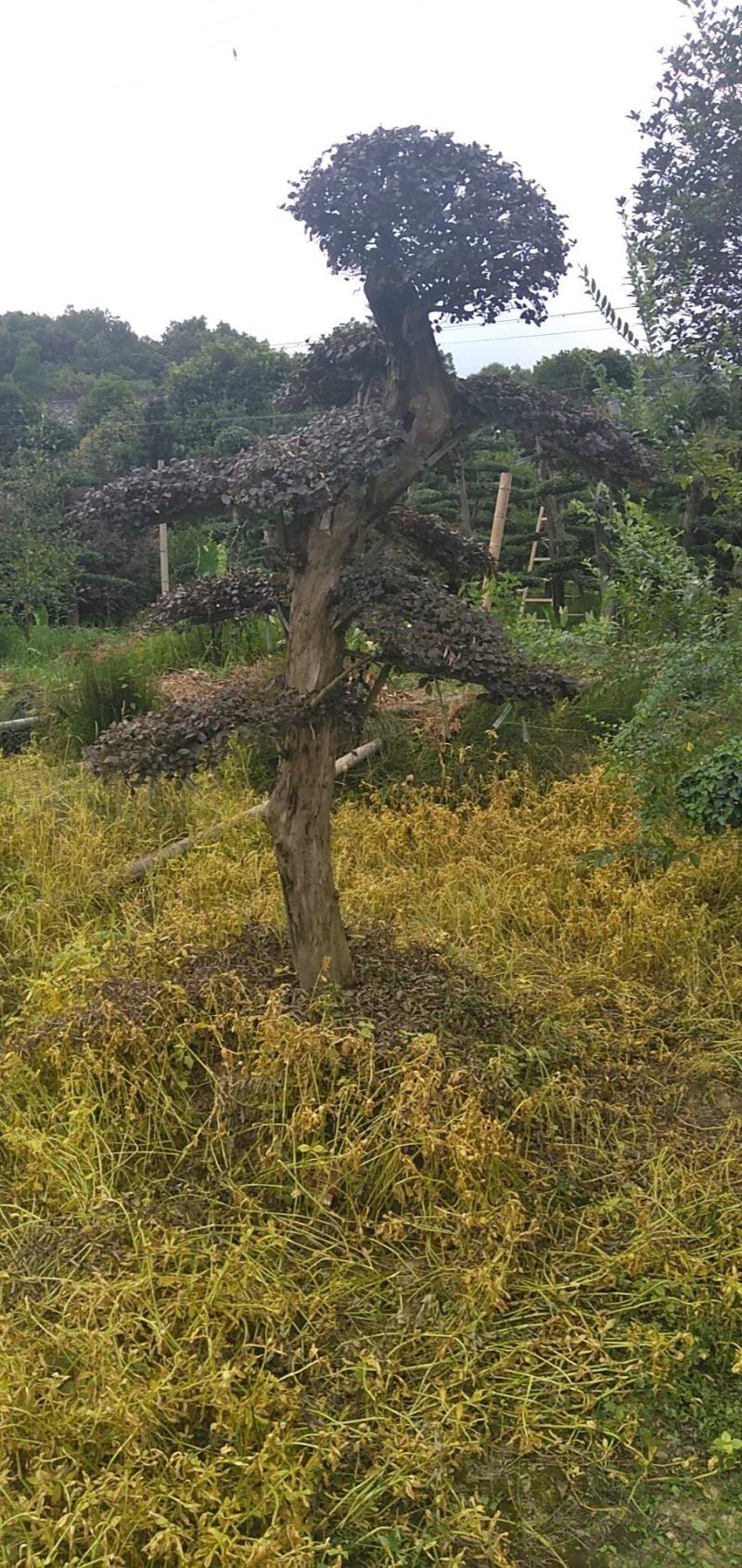 造型红继木桩