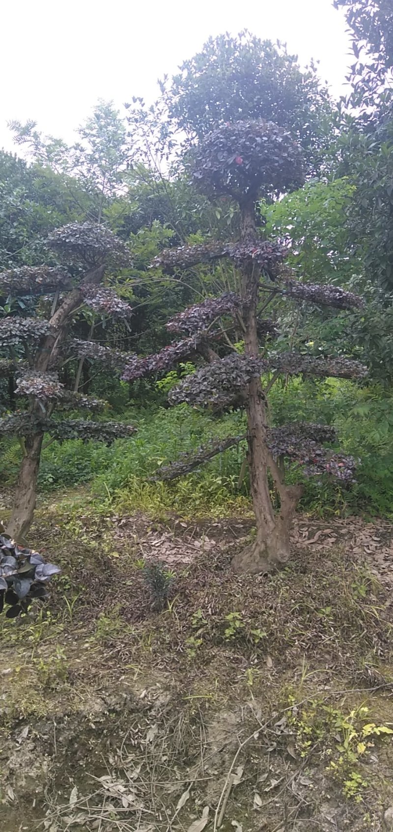 造型红继木桩