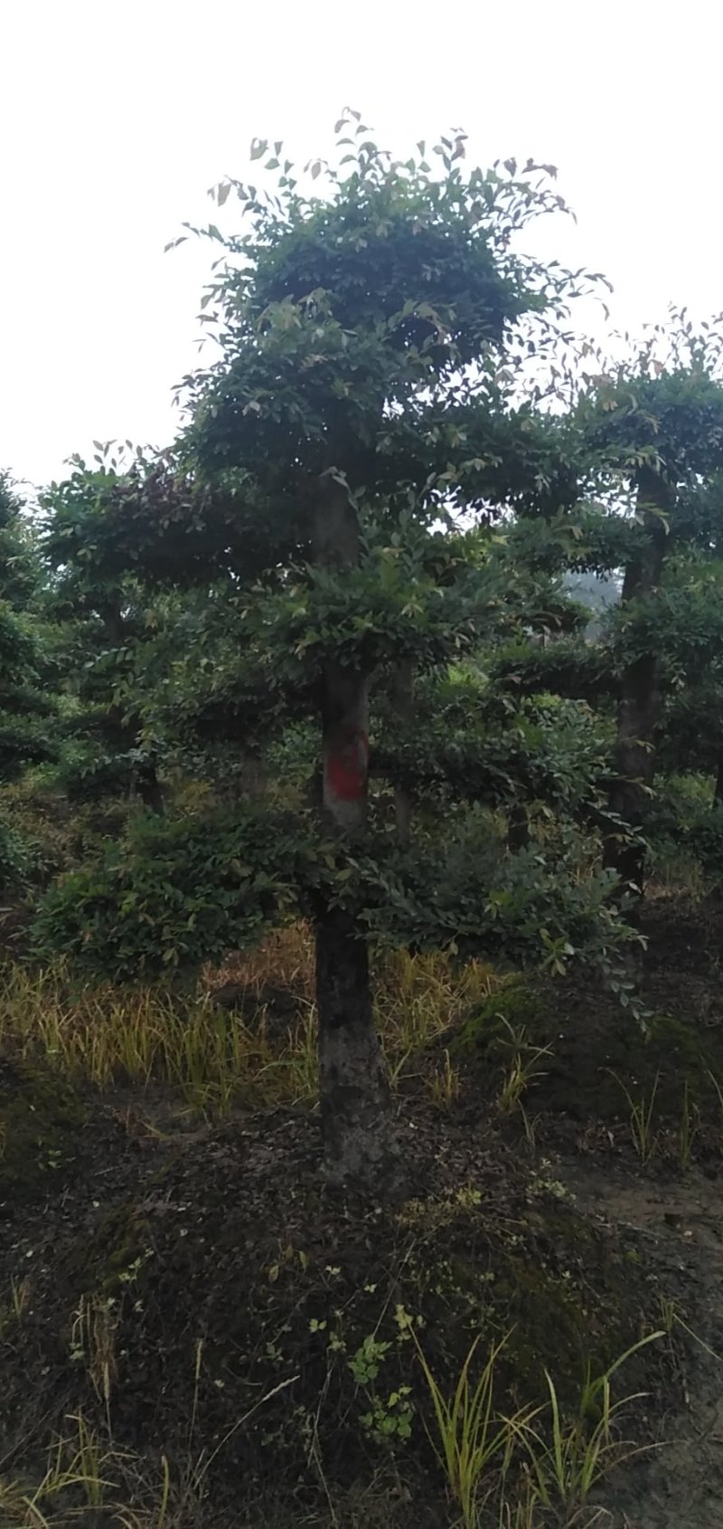 榆树桩