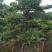 榆树桩