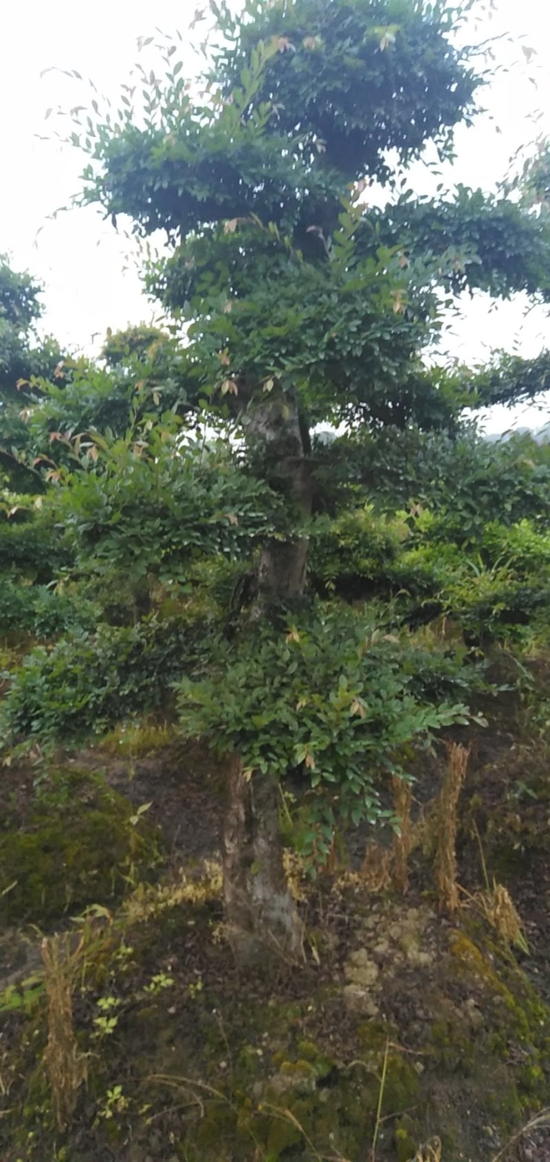 榆树桩