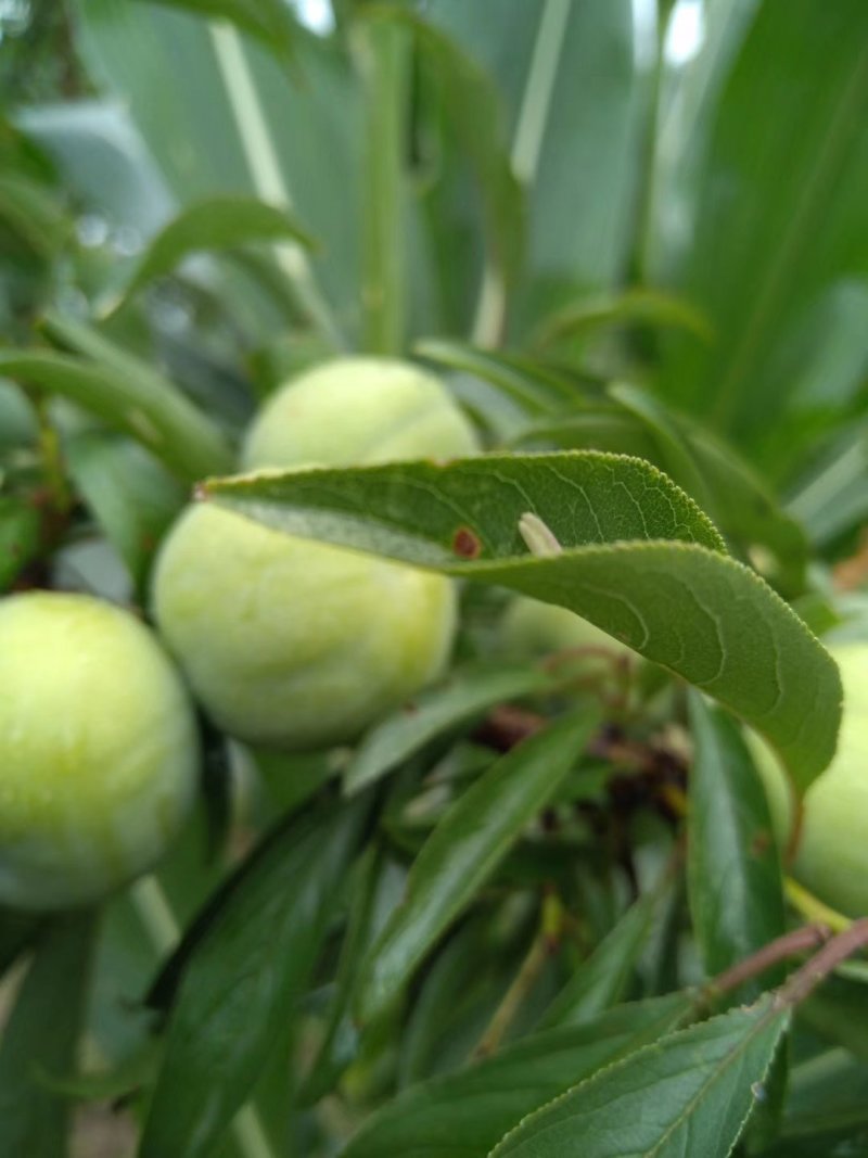 脱骨李清红脆李（半边红茵红李）金沙江的脱骨李