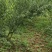 脱骨李清红脆李（半边红茵红李）金沙江的脱骨李