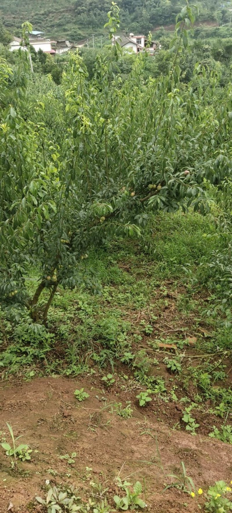 脱骨李清红脆李（半边红茵红李）金沙江的脱骨李