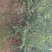 脱骨李清红脆李（半边红茵红李）金沙江的脱骨李