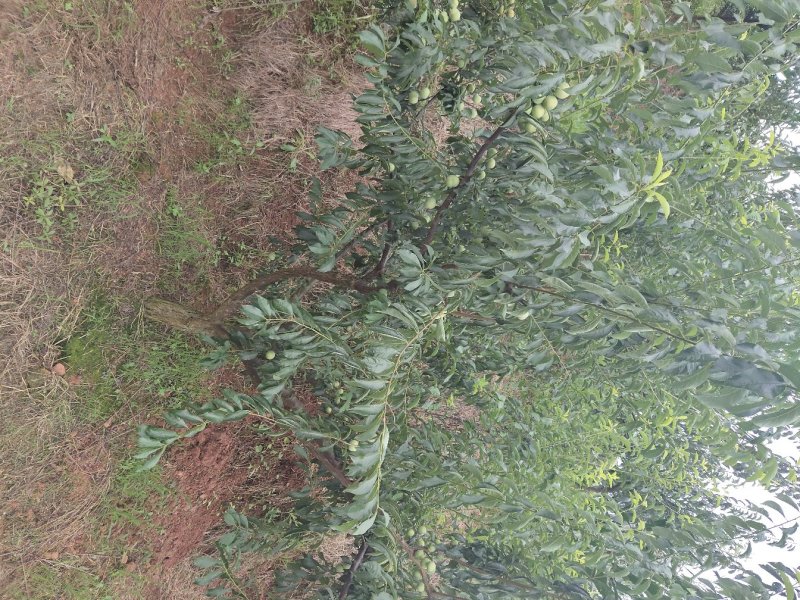 脱骨李清红脆李（半边红茵红李）金沙江的脱骨李