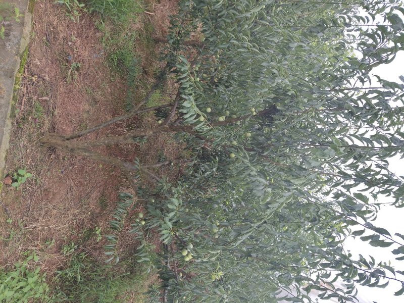 脱骨李清红脆李（半边红茵红李）金沙江的脱骨李