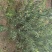 脱骨李清红脆李（半边红茵红李）金沙江的脱骨李