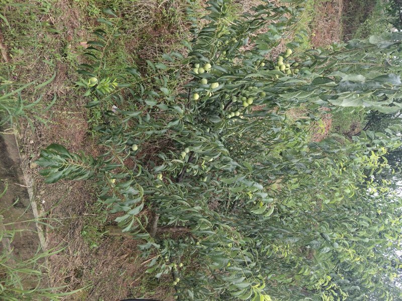脱骨李清红脆李（半边红茵红李）金沙江的脱骨李