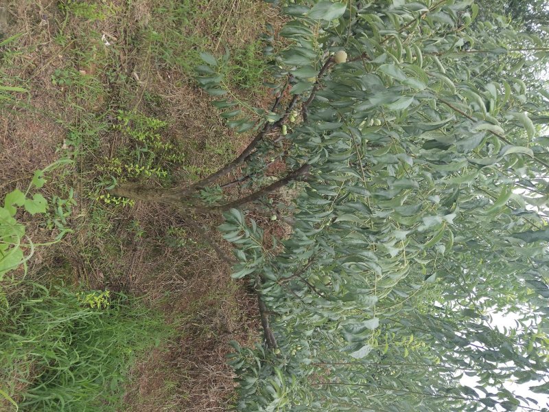 脱骨李清红脆李（半边红茵红李）金沙江的脱骨李