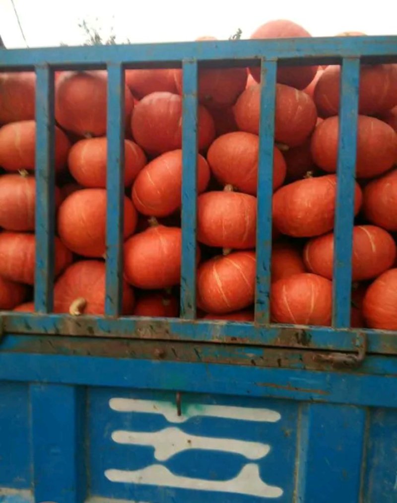 黄金二号南瓜产地直销一手货源质量优益价格美丽散装袋装均可
