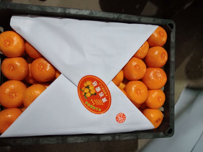 浙江大炮丑桔保质保量预售中（大丰，特早，宫川蜜橘）