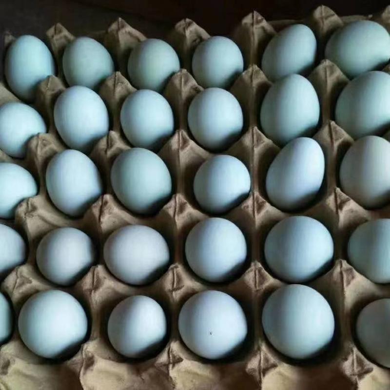 绿壳初生蛋鸡蛋乌鸡蛋，零售批发，支持一键带发。